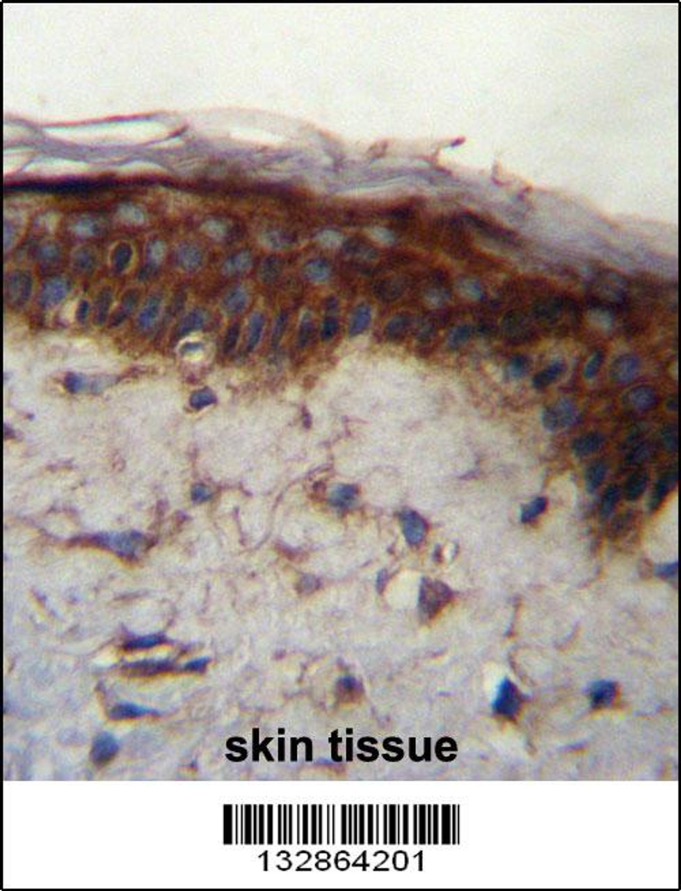 LRRC37B Antibody immunohistochemistry analysis in formalin fixed and paraffin embedded human skin tissue followed by peroxidase conjugation of the secondary antibody and DAB staining.