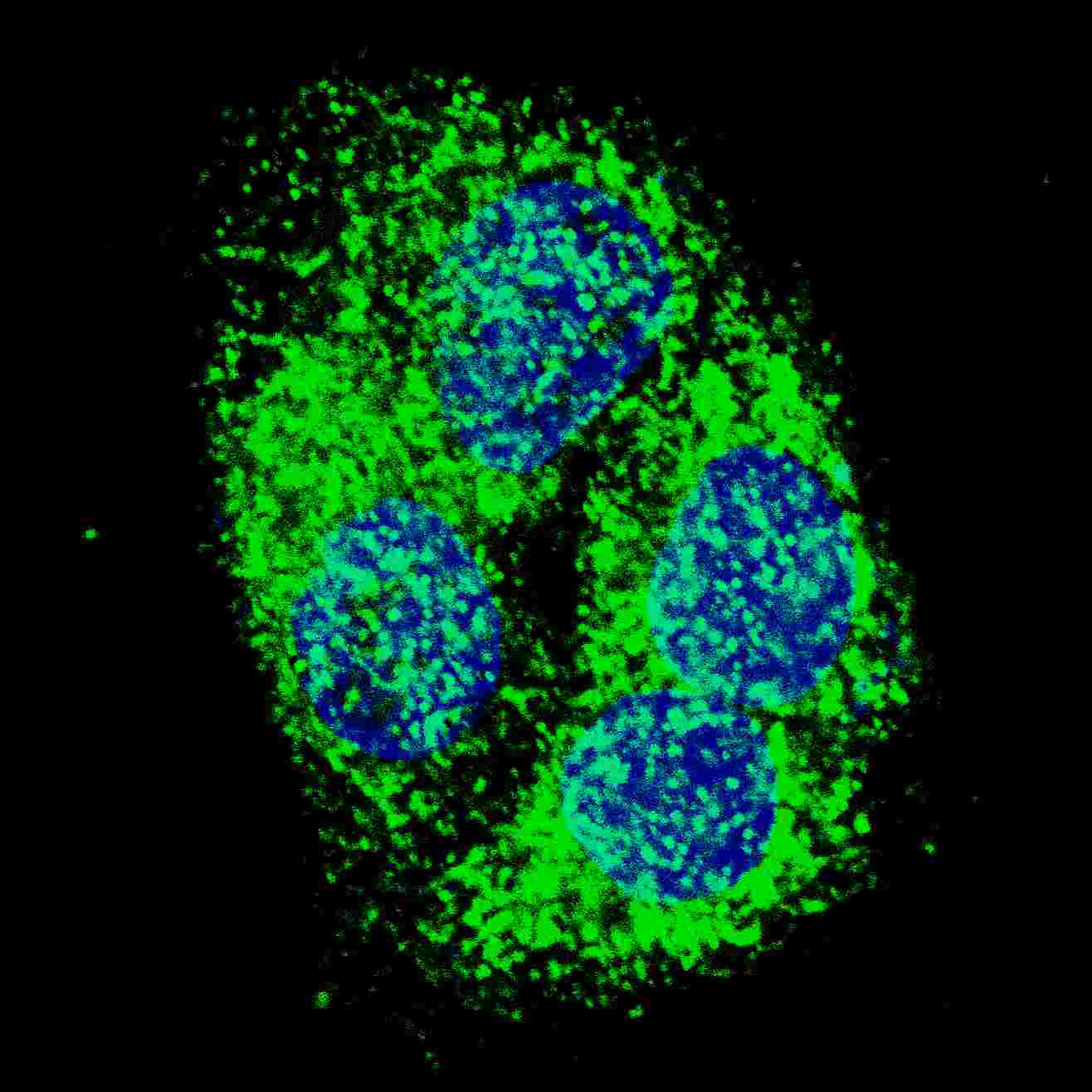 Fluorescent confocal image of HepG2 cells stained with BNIP3 (BH3 Domain Specific) antibody. HepG2 cells were fixed with 4% PFA (20 min) , permeabilized with Triton X-100 (0.2%, 30 min) . Cells were then incubated with BNIP3 (BH3 Domain Specific) primary antibody (1:500, 2 h at room temperature) . For secondary antibody, Alexa Fluor 488 conjugated donkey anti-rabbit antibody (green) was used (1:1000, 1h) . Nuclei were counterstained with Hoechst 33342 (blue) (10 ug/ml, 5 min) . BNIP3 immunoreactivity is localized to the cytoplasm of HepG2 cells.