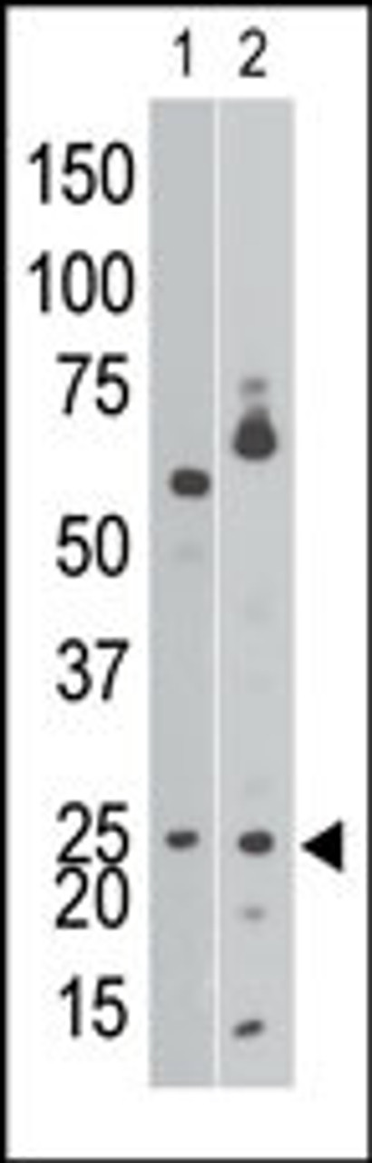 Antibody is used in Western blot to detect NIP3 BH3 in Ramos cell lysate (lane 1) and in mouse brain tissue lysate (lane 2) .