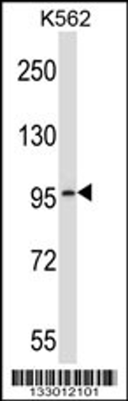 Western blot analysis in K562 cell line lysates (35ug/lane) .