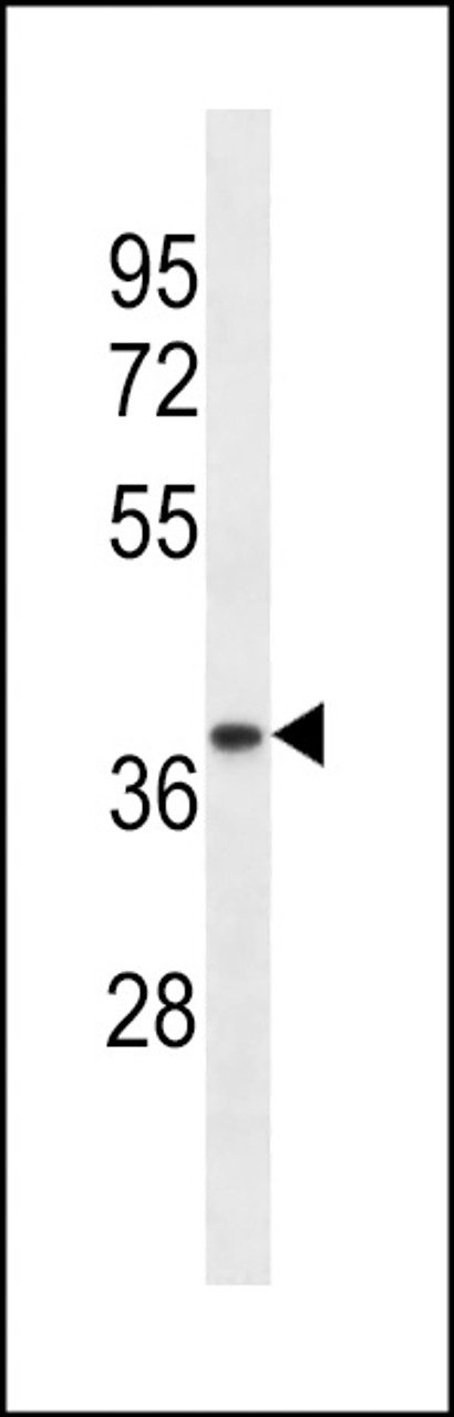 Western blot analysis of lysate from human ovary tissue lysate, using TRA2A Antibody at 1:1000 at each lane.