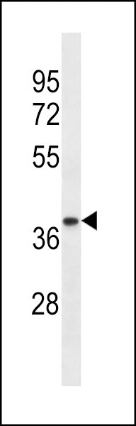 Western blot analysis of lysate from human ovary tissue lysate, using TRA2A Antibody at 1:1000 at each lane.