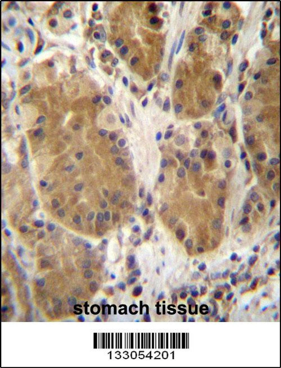 PCDHB5 Antibody immunohistochemistry analysis in formalin fixed and paraffin embedded human stomach tissue followed by peroxidase conjugation of the secondary antibody and DAB staining.