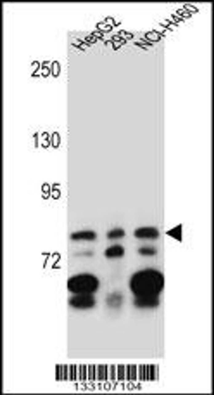 Western blot analysis in HepG2, 293, NCI-H460 cell line lysates (35ug/lane) .