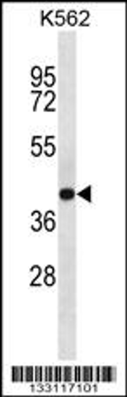 Western blot analysis in K562 cell line lysates (35ug/lane) .