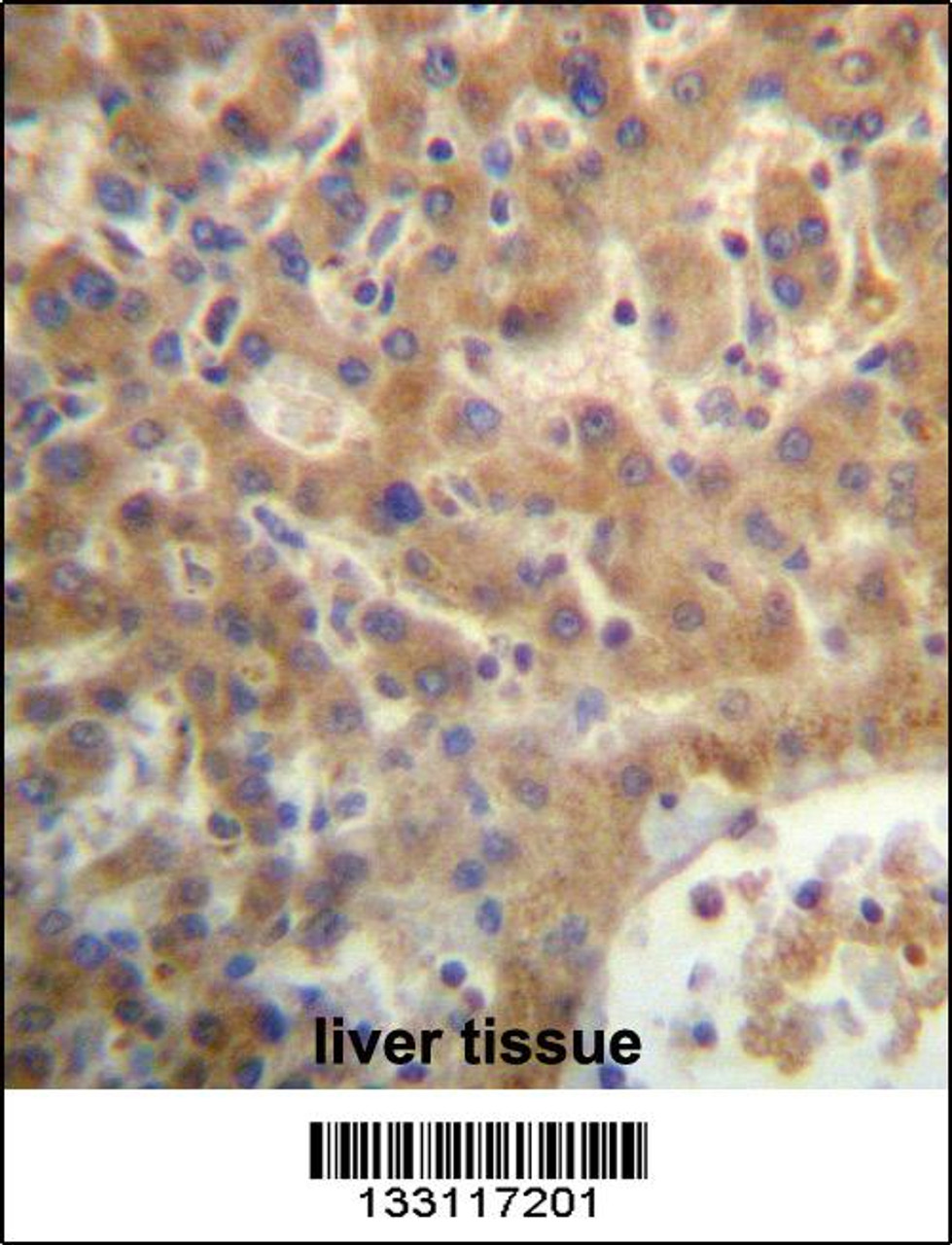 SEC14L4 Antibody immunohistochemistry analysis in formalin fixed and paraffin embedded human liver tissue followed by peroxidase conjugation of the secondary antibody and DAB staining.