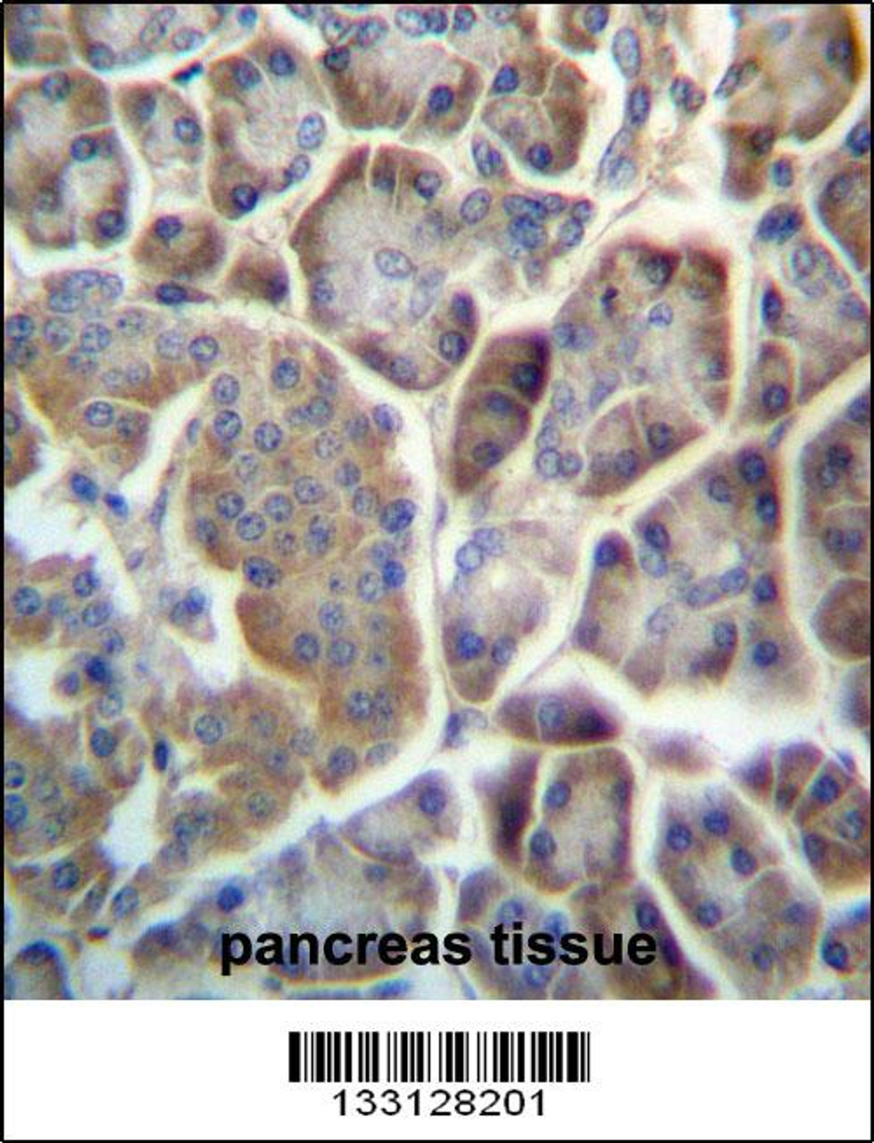 TMED9 Antibody immunohistochemistry analysis in formalin fixed and paraffin embedded human pancreas tissue followed by peroxidase conjugation of the secondary antibody and DAB staining.