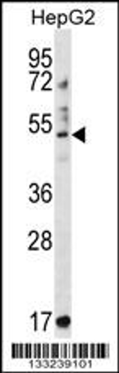 Western blot analysis in HepG2 cell line lysates (35ug/lane) .