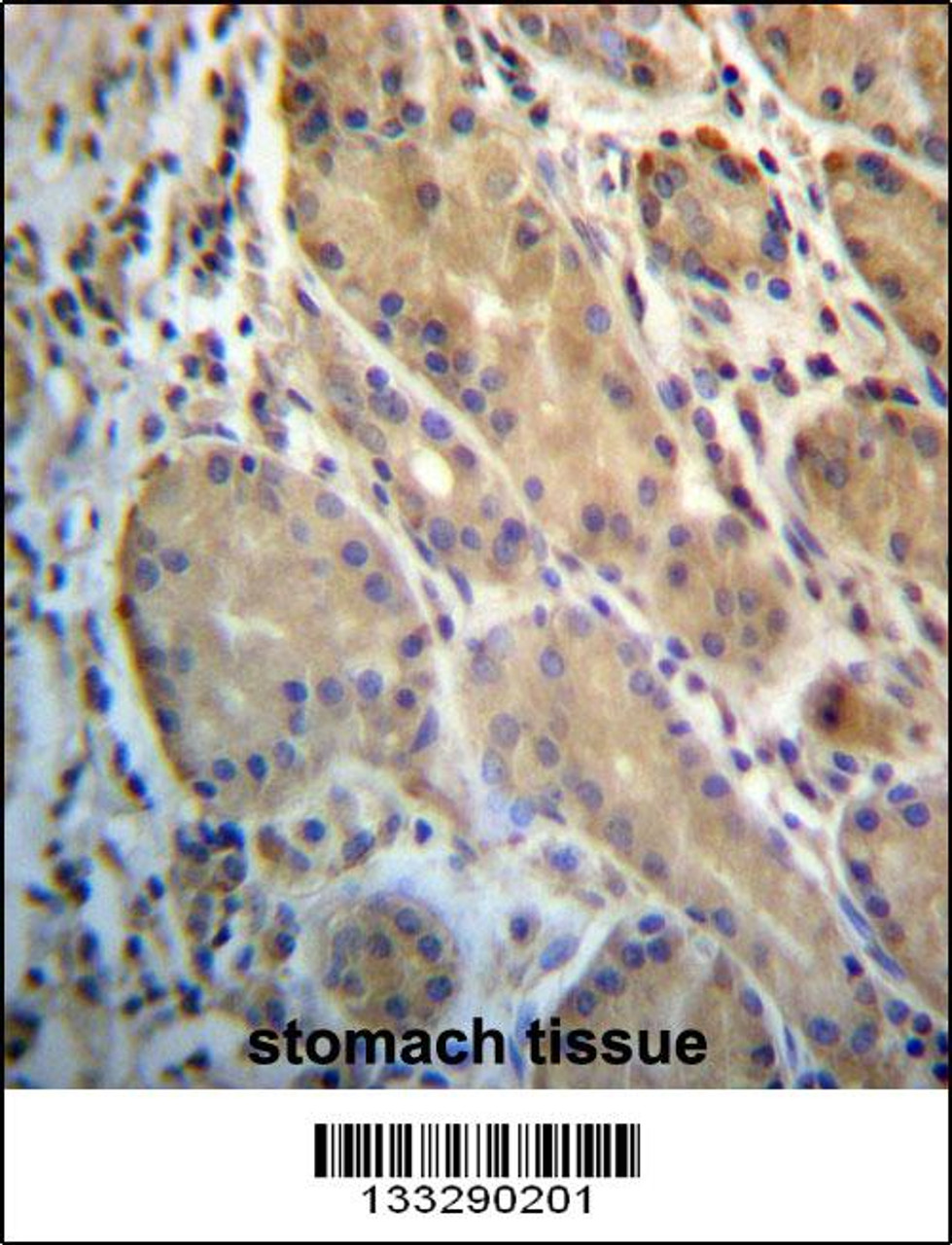 ERO1L Antibody immunohistochemistry analysis in formalin fixed and paraffin embedded human stomach tissue followed by peroxidase conjugation of the secondary antibody and DAB staining.