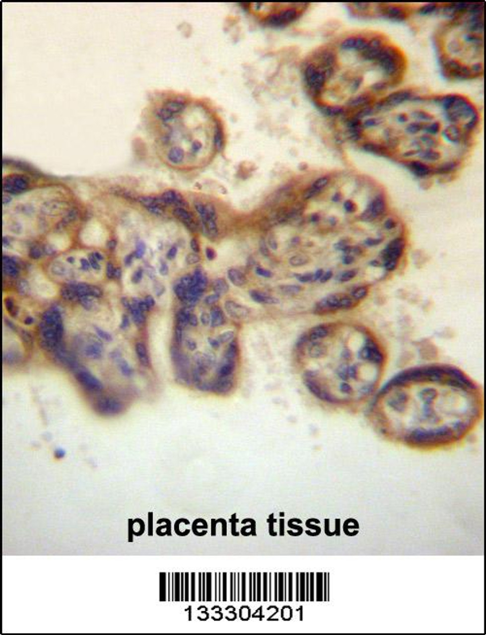 PTPN2 Antibody immunohistochemistry analysis in formalin fixed and paraffin embedded human placenta tissue followed by peroxidase conjugation of the secondary antibody and DAB staining.