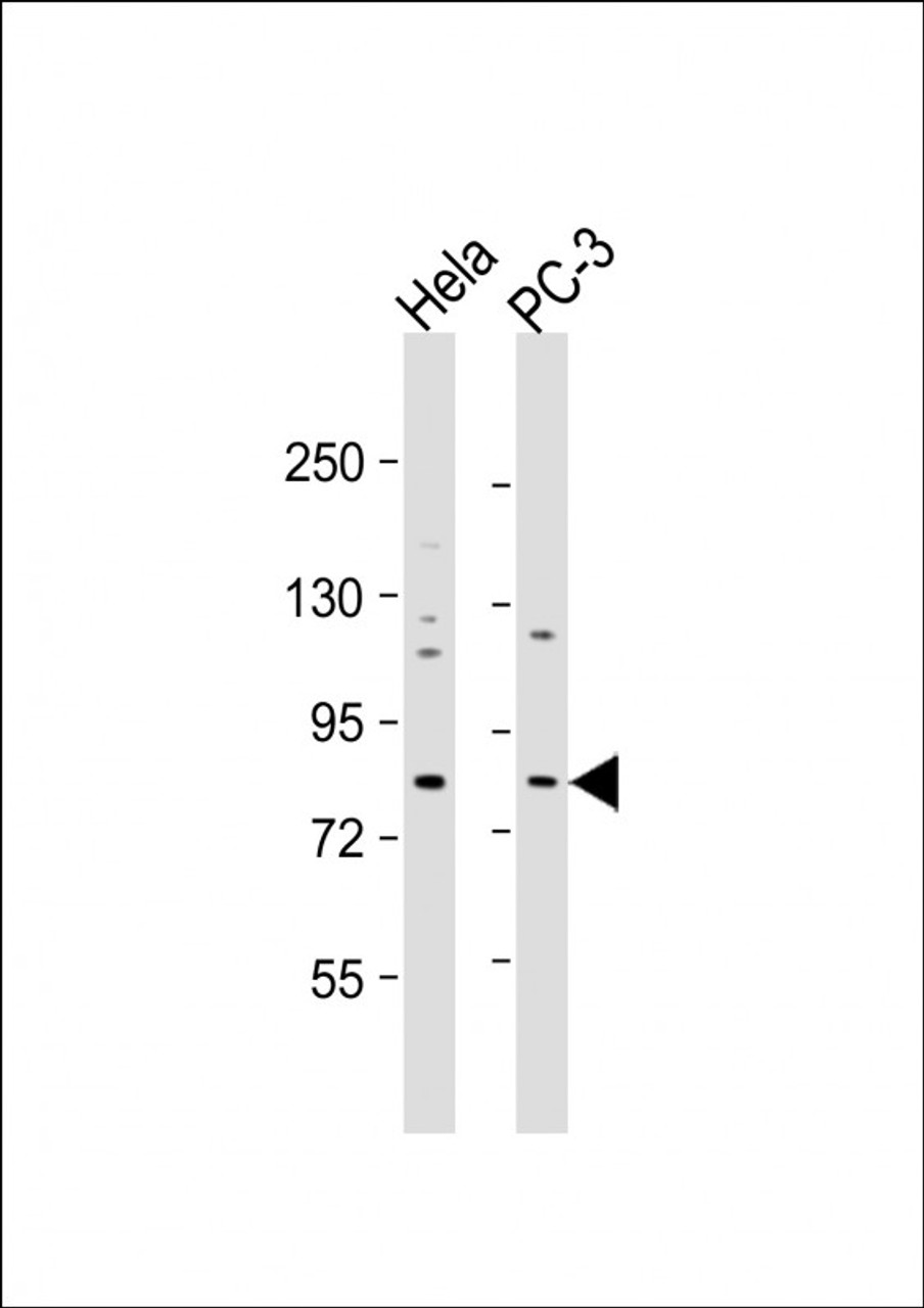 Western Blot at 1:1000 dilution Lane 1: Hela whole cell lysate Lane 2: PC-3 whole cell lysate Lysates/proteins at 20 ug per lane.