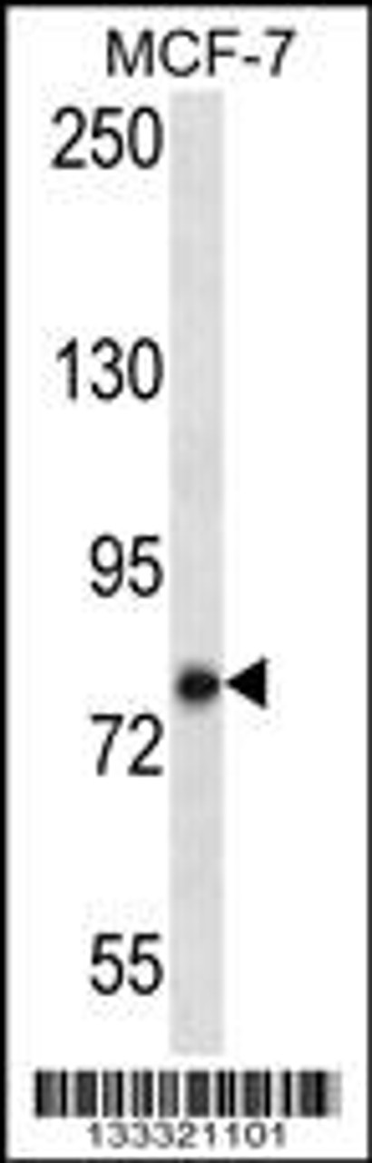 Western blot analysis in MCF-7 cell line lysates (35ug/lane) .