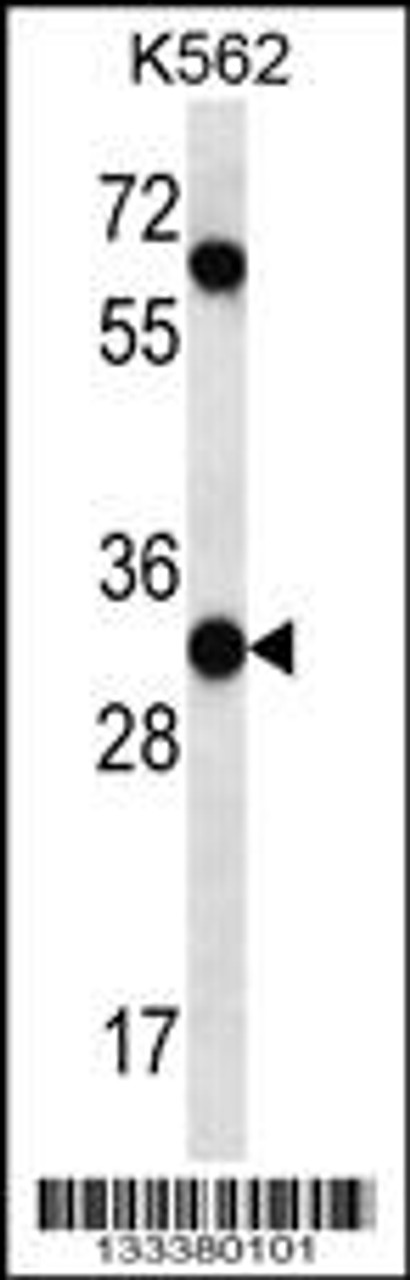 Western blot analysis in K562 cell line lysates (35ug/lane) .