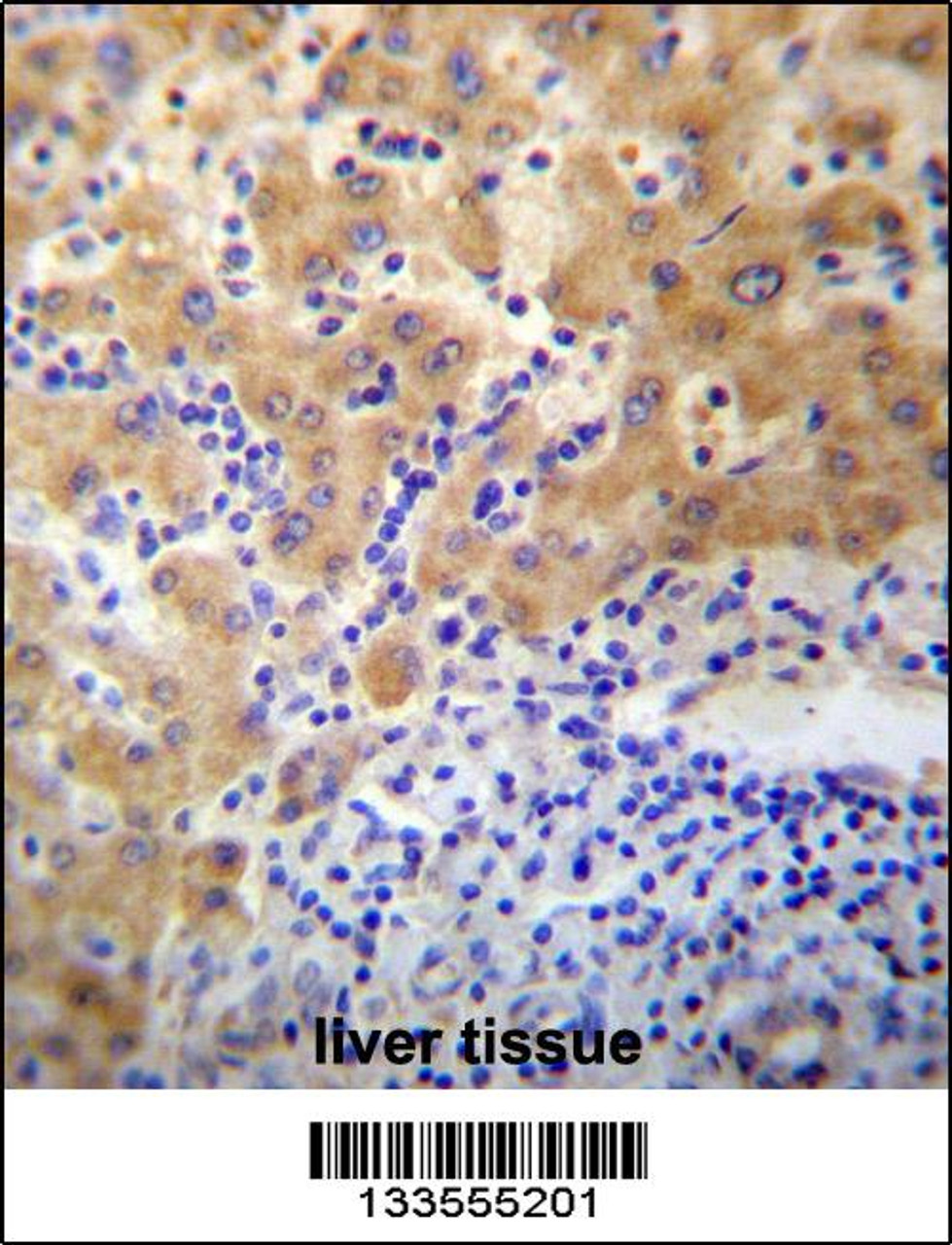 APCDD1 Antibody immunohistochemistry analysis in formalin fixed and paraffin embedded human liver tissue followed by peroxidase conjugation of the secondary antibody and DAB staining.