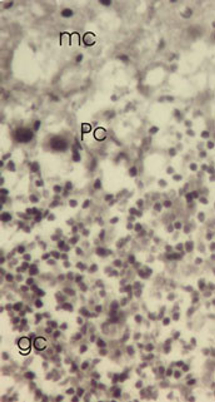Mouse cerebellar cortex showing molecular cell layer (mc) , Purkinje cells (Pc) and granular cell layer. Trxl-1 antibody gives strong nuclear labeling in Purkinje cells and granular cells with lower cytoplasmic staining.