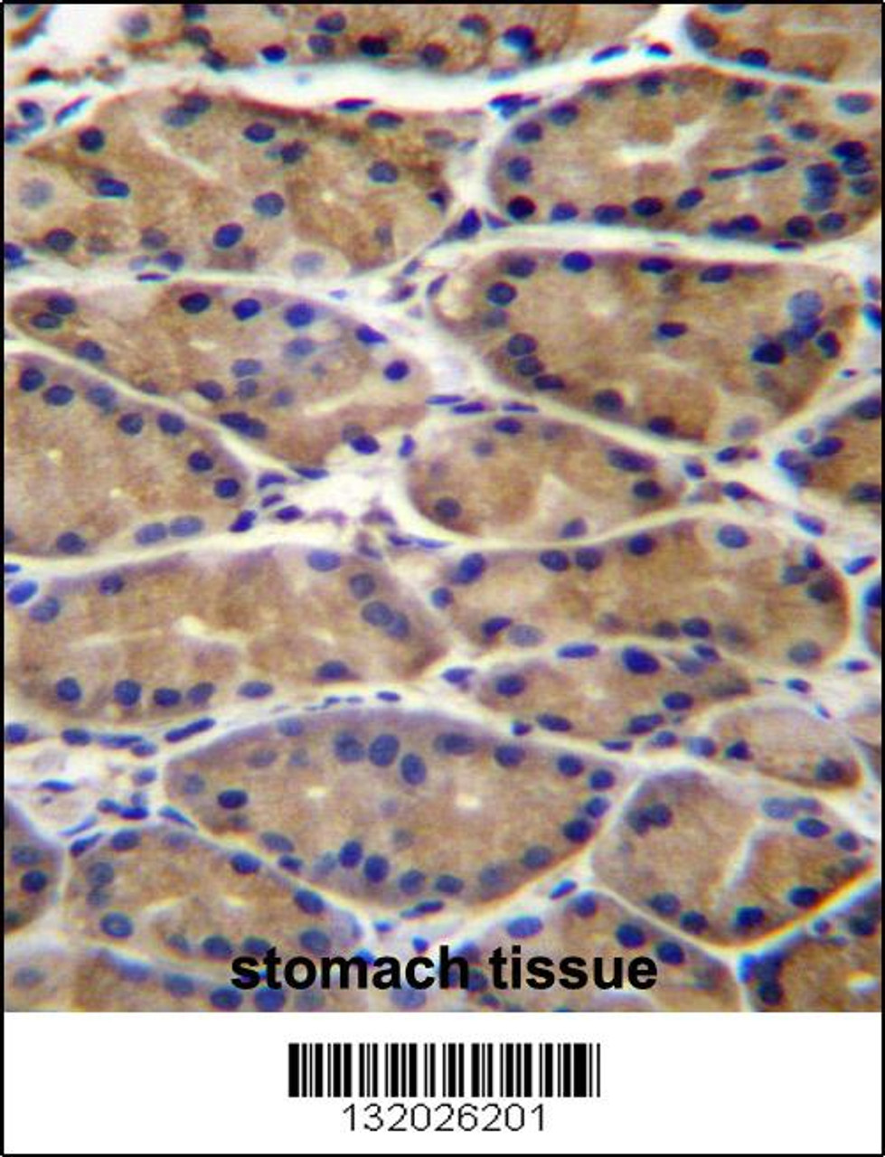 UPRT Antibody immunohistochemistry analysis in formalin fixed and paraffin embedded human stomach tissue followed by peroxidase conjugation of the secondary antibody and DAB staining.