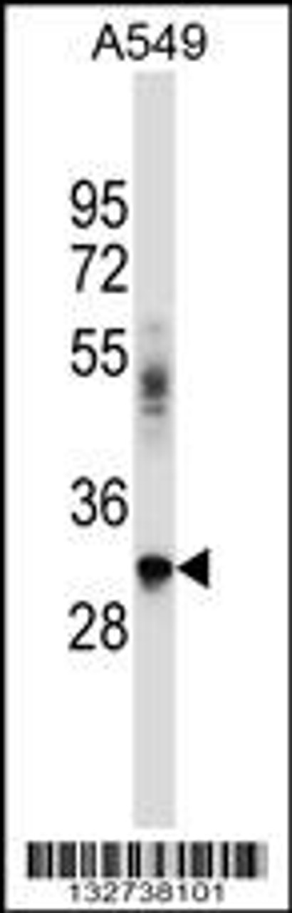 Western blot analysis in A549 cell line lysates (35ug/lane) .