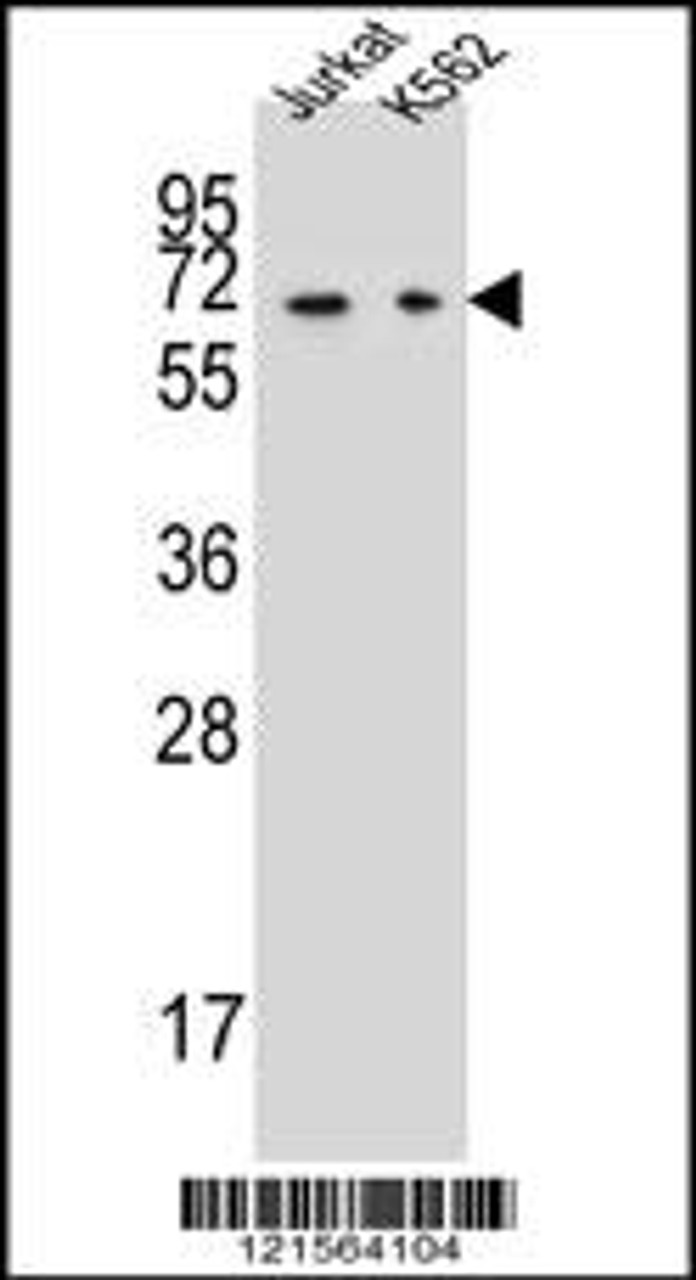 Western blot analysis in Jurkat, K562 cell line lysates (35ug/lane) .