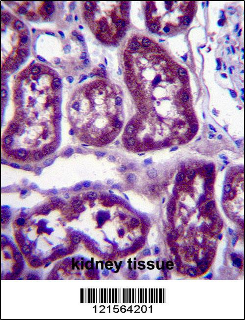 DPYS Antibody immunohistochemistry analysis in formalin fixed and paraffin embedded human kidney tissue followed by peroxidase conjugation of the secondary antibody and DAB staining.