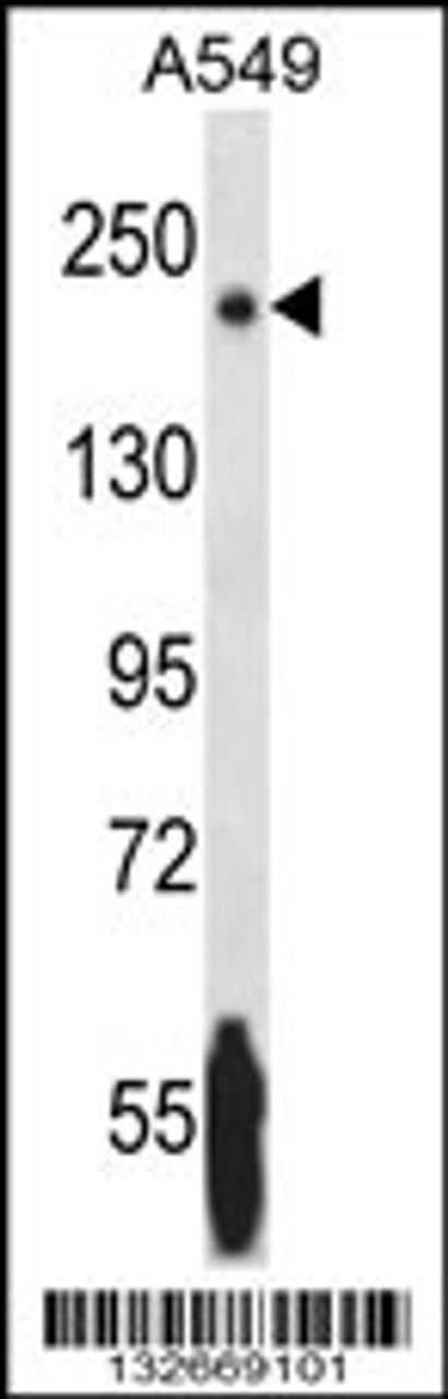 Western blot analysis in A549 cell line lysates (35ug/lane) .