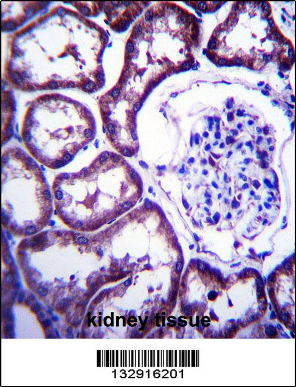 TXNDC15 Antibody immunohistochemistry analysis in formalin fixed and paraffin embedded human kidney tissue followed by peroxidase conjugation of the secondary antibody and DAB staining.