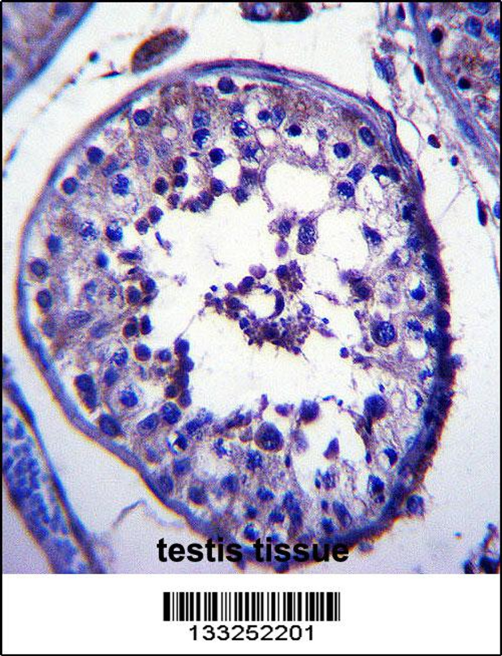 TRIM39 Antibody immunohistochemistry analysis in formalin fixed and paraffin embedded human testis tissue followed by peroxidase conjugation of the secondary antibody and DAB staining.