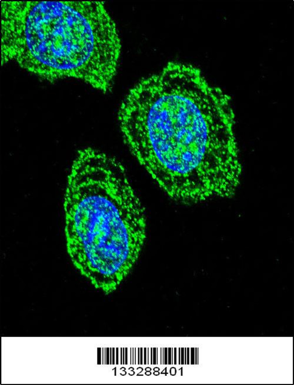 Confocal immunofluorescent analysis of EIF2S1 Antibody with Hela cell followed by Alexa Fluor 488-conjugated goat anti-rabbit lgG (green) . DAPI was used to stain the cell nuclear (blue) .