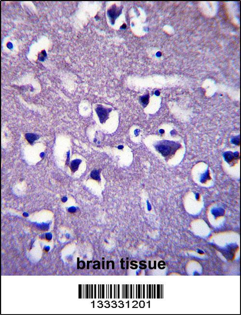 CCDC117 Antibody immunohistochemistry analysis in formalin fixed and paraffin embedded human brain tissue followed by peroxidase conjugation of the secondary antibody and DAB staining.