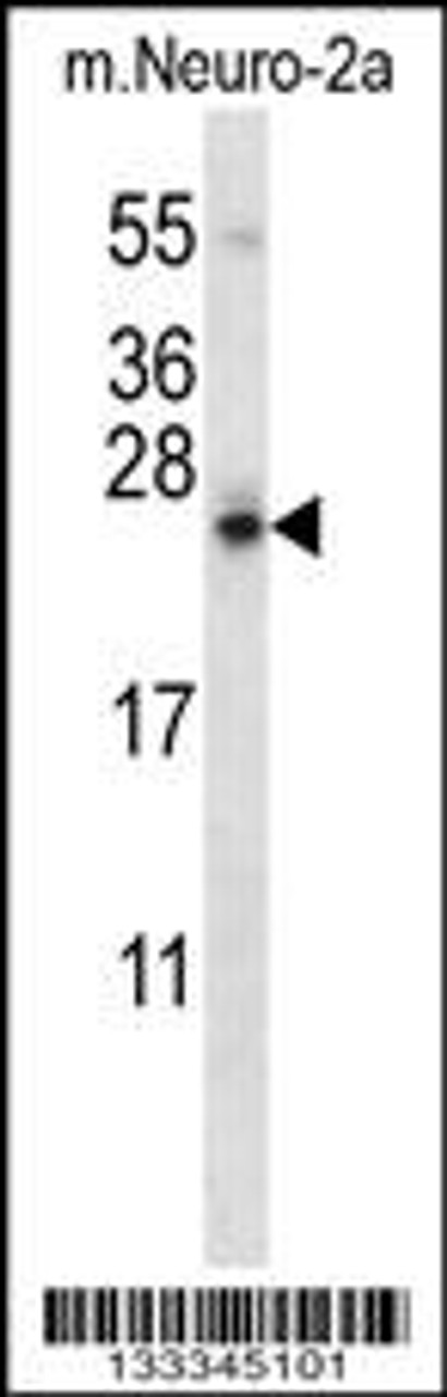 Western blot analysis in mouse Neuro-2a cell line lysates (35ug/lane) .