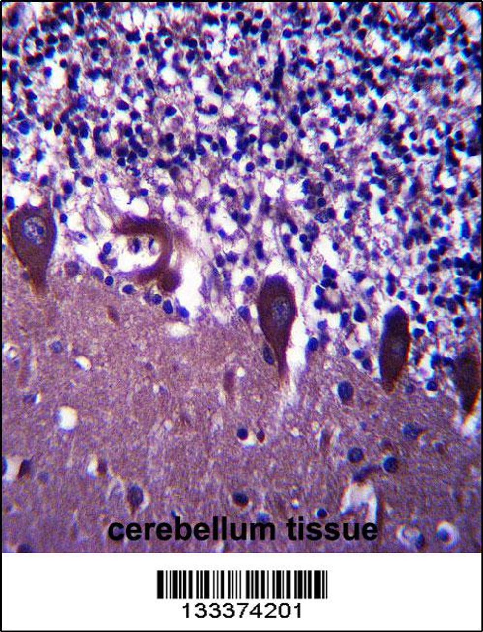 TLE6 Antibody immunohistochemistry analysis in formalin fixed and paraffin embedded human cerebellum tissue followed by peroxidase conjugation of the secondary antibody and DAB staining.