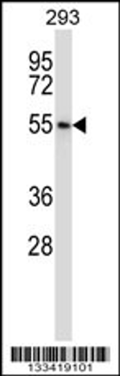 Western blot analysis in 293 cell line lysates (35ug/lane) .