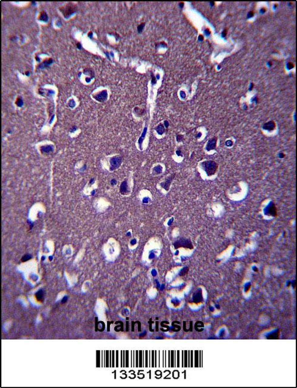ZSWIM5 Antibody immunohistochemistry analysis in formalin fixed and paraffin embedded human brain tissue followed by peroxidase conjugation of the secondary antibody and DAB staining.
