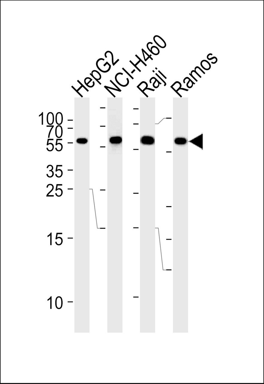 Western blot analysis of lysates from HepG2, NCI-H460, Raji, Ramos cell line (from left to right) , using MMP3 Antibody .AP13536a was diluted at 1:1000 at each lane.