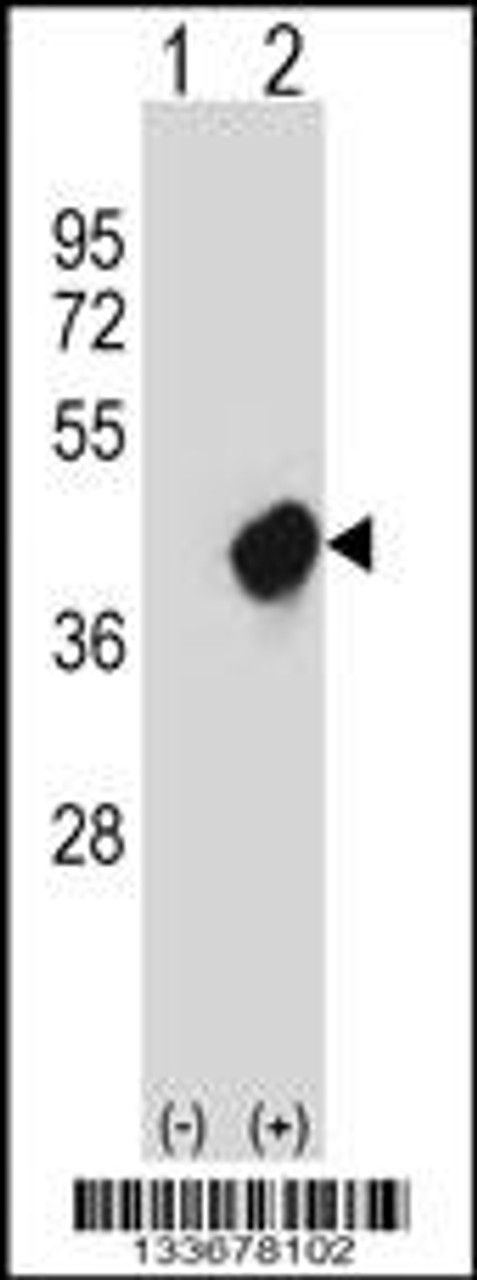 Western blot analysis of CRKL using rabbit polyclonal CRKL Antibody using 293 cell lysates (2 ug/lane) either nontransfected (Lane 1) or transiently transfected (Lane 2) with the CRKL gene.
