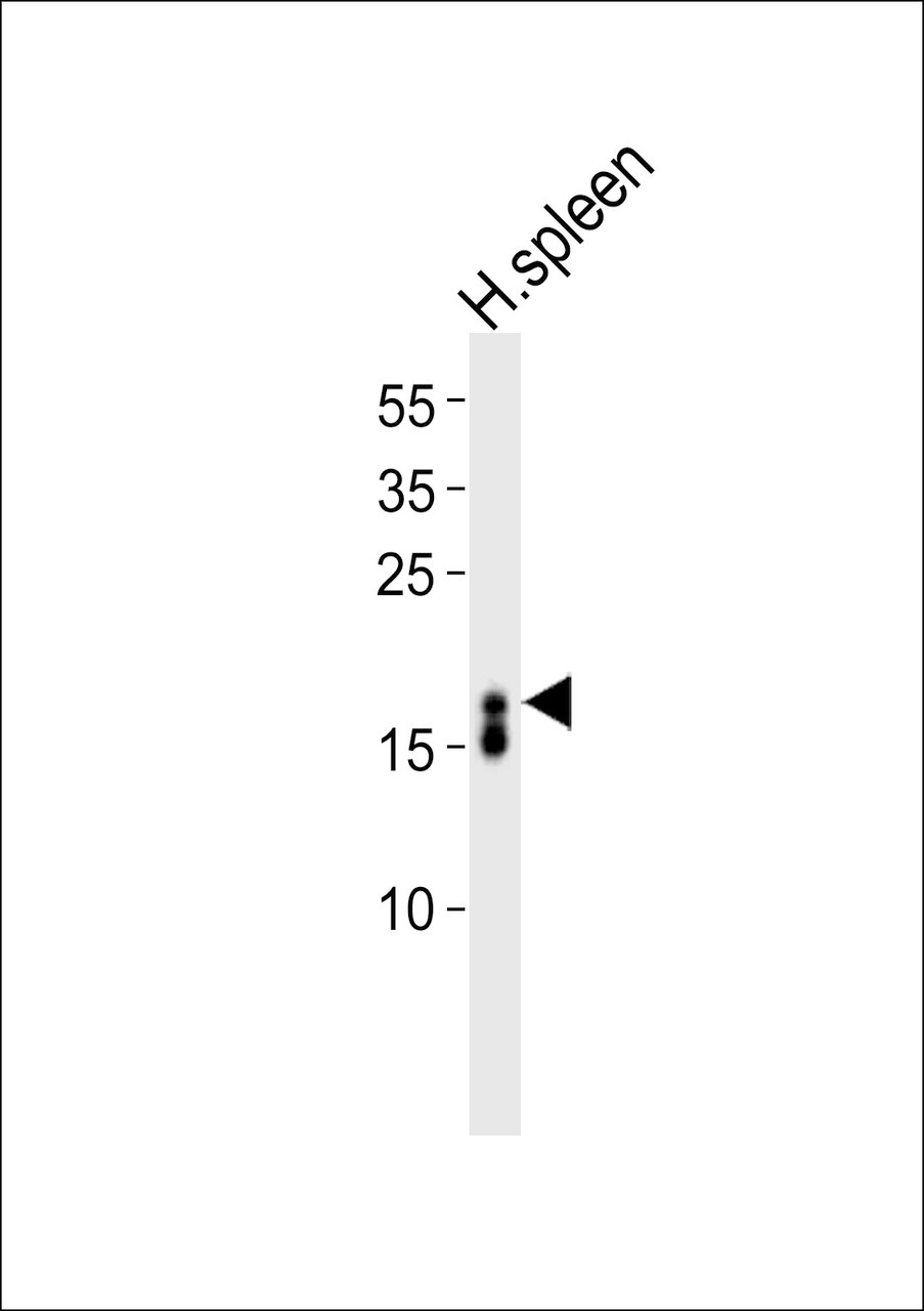 Western blot analysis of lysate from human spleen tissue lysate, using RNASE3 Antibody at 1:1000.