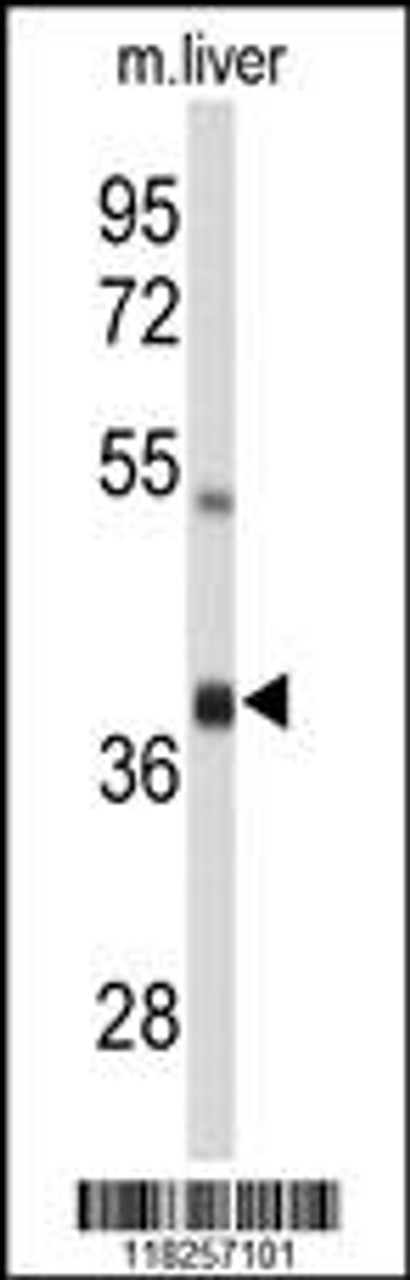 Western blot analysis of AIFM2 Antibody in mouse liver tissue lysates (35ug/lane)