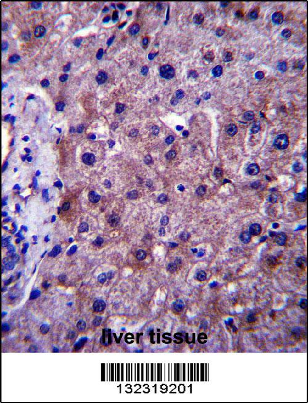 SGMS1 Antibody immunohistochemistry analysis in formalin fixed and paraffin embedded human liver tissue followed by peroxidase conjugation of the secondary antibody and DAB staining.