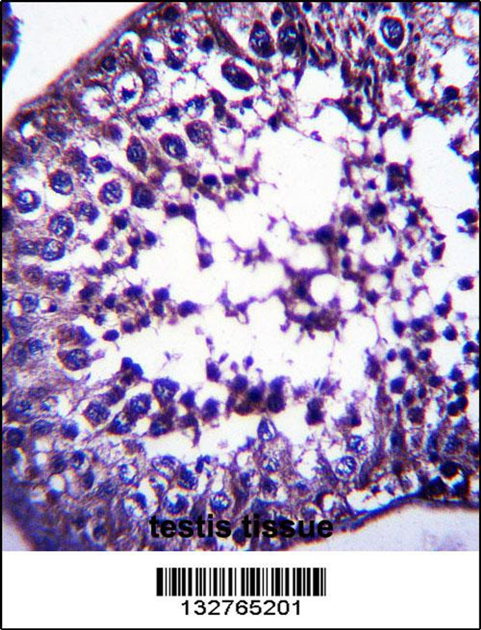 TSPYL5 Antibody immunohistochemistry analysis in formalin fixed and paraffin embedded human testis tissue followed by peroxidase conjugation of the secondary antibody and DAB staining.