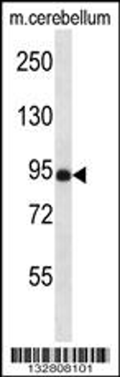 Western blot analysis in mouse cerebellum tissue lysates (35ug/lane) .