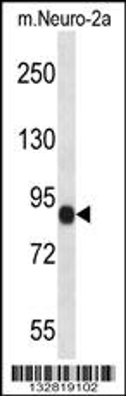 Western blot analysis in mouse Neuro-2a cell line lysates (35ug/lane) .