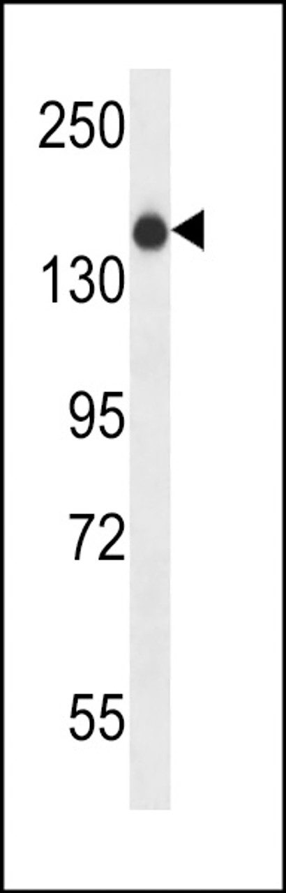 Western blot analysis in NCI-H460 cell line lysates (35ug/lane) .