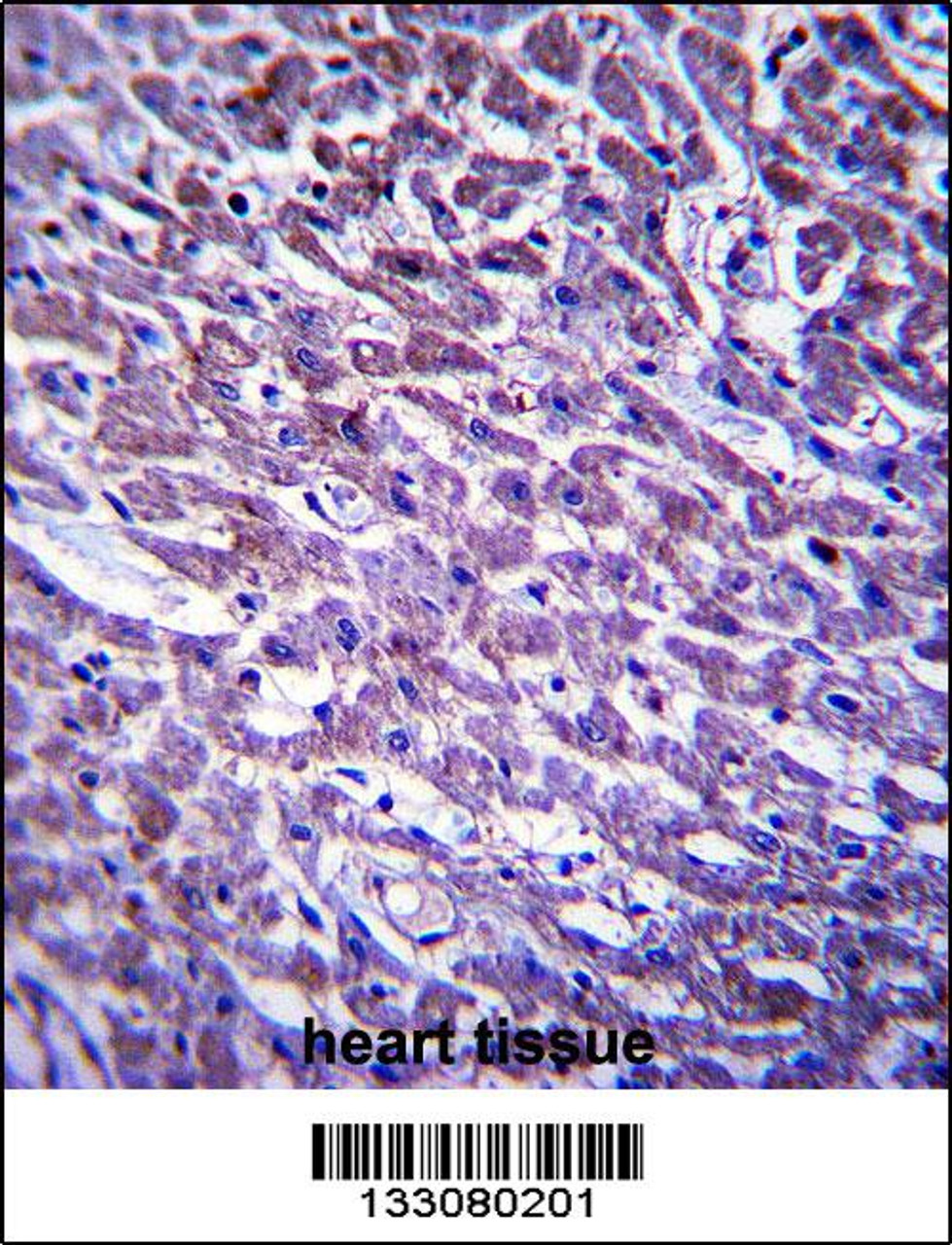 XIRP1 Antibody immunohistochemistry analysis in formalin fixed and paraffin embedded human heart tissue followed by peroxidase conjugation of the secondary antibody and DAB staining.