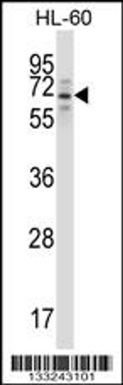 Western blot analysis in HL-60 cell line lysates (35ug/lane) .