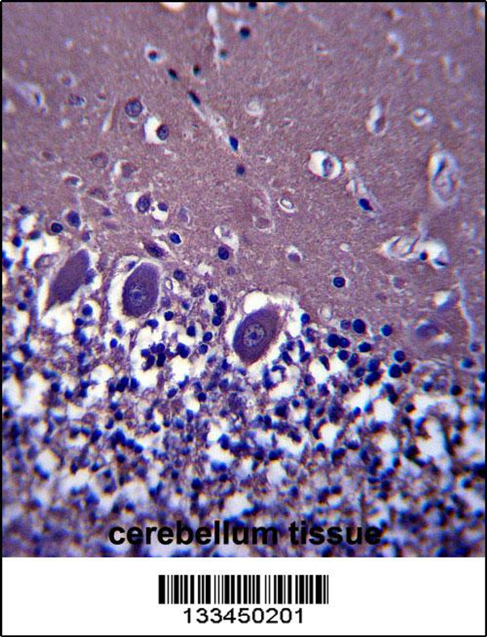 ABHD4 Antibody immunohistochemistry analysis in formalin fixed and paraffin embedded human cerebellum tissue followed by peroxidase conjugation of the secondary antibody and DAB staining.