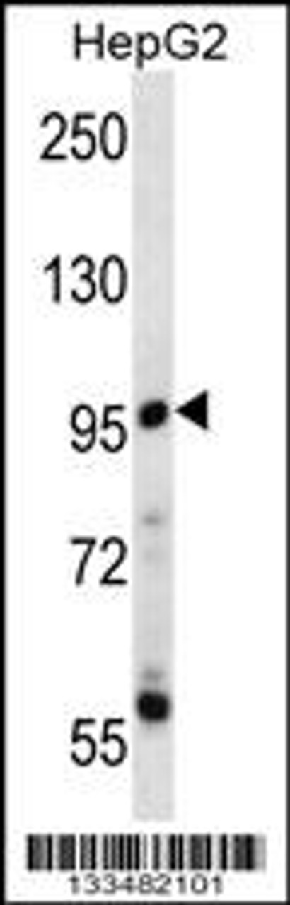 Western blot analysis in HepG2 cell line lysates (35ug/lane) .