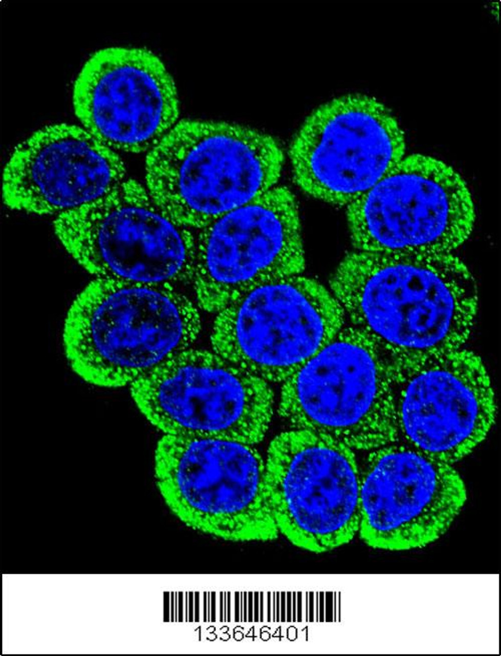 Confocal immunofluorescent analysis of MMP13 Antibody with Hela cell followed by Alexa Fluor 488-conjugated goat anti-rabbit lgG (green) . DAPI was used to stain the cell nuclear (blue) .