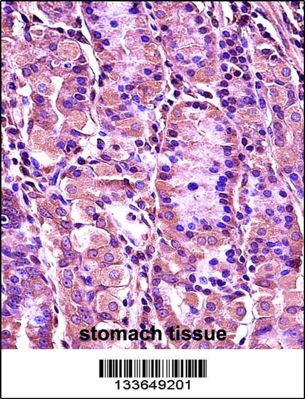SYT1 Antibody immunohistochemistry analysis in formalin fixed and paraffin embedded human stomach tissue followed by peroxidase conjugation of the secondary antibody and DAB staining.
