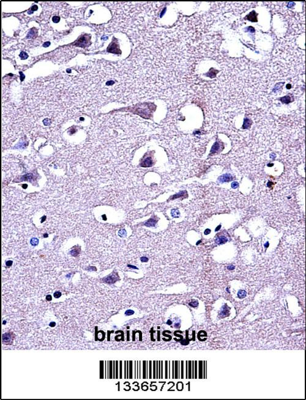 MMP16 Antibody immunohistochemistry analysis in formalin fixed and paraffin embedded human brain tissue followed by peroxidase conjugation of the secondary antibody and DAB staining.
