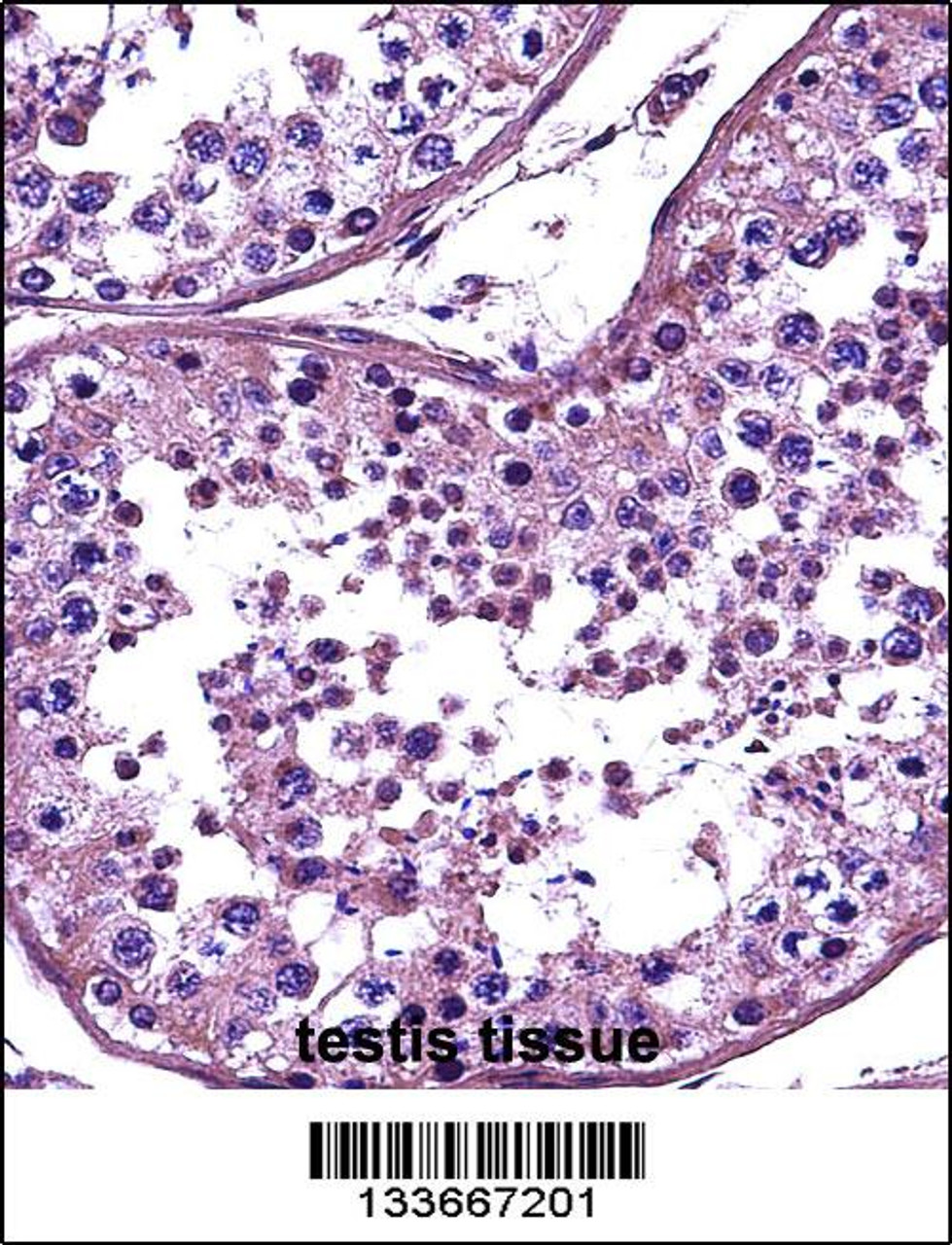 HDAC4 Antibody immunohistochemistry analysis in formalin fixed and paraffin embedded human testis tissue followed by peroxidase conjugation of the secondary antibody and DAB staining.