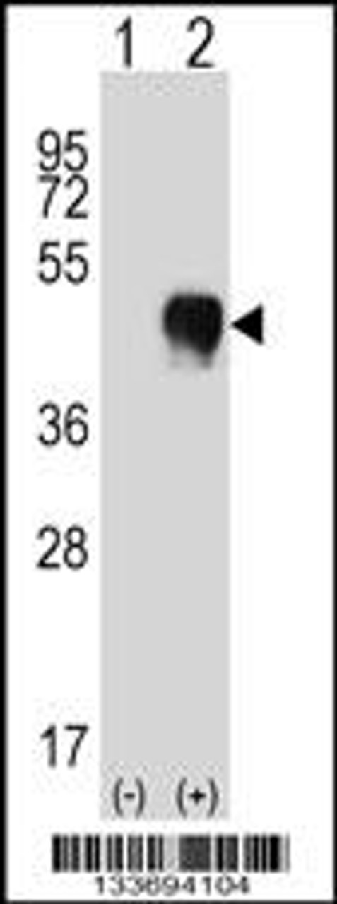 Western blot analysis of FCGR2A using rabbit polyclonal FCGR2A Antibody using 293 cell lysates (2 ug/lane) either nontransfected (Lane 1) or transiently transfected (Lane 2) with the FCGR2A gene.